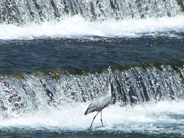 Sul Kamogawa, Kyoto, estate 2009