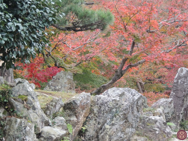 Nei presi del cstello di Hikone. In una bellissima giornata di novembre. Autunno 2015.