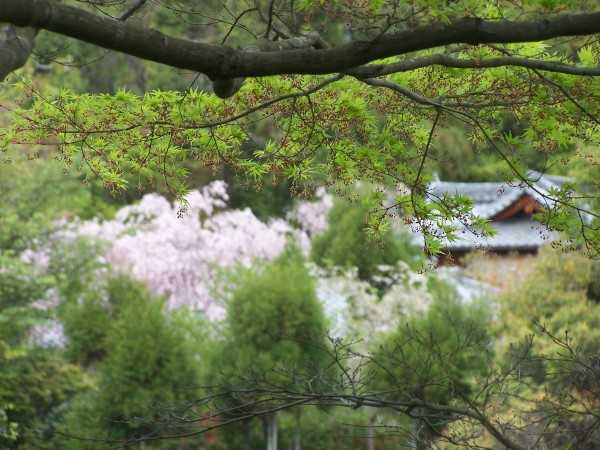 Dietro agli alberi, il Ryoanji... Kyoto, aprile 2009.