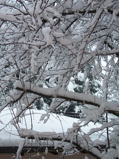 Dalla nostra finestra. Neve e rami.