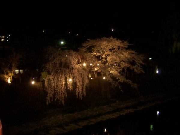 A Takayama, la notte, i ciliegi. Aprile 2009.