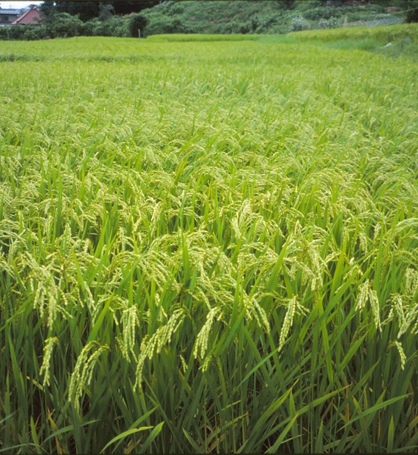 Risaia. Tohoku, qualche anno fa.