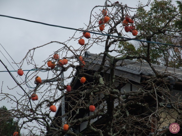 Un albero a Ohara. Novembre 2015.